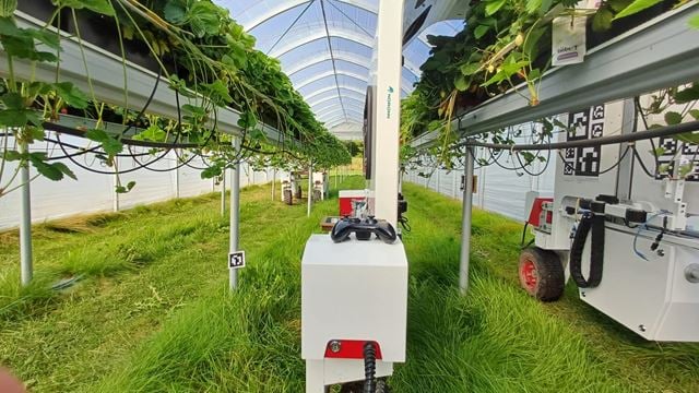 Robotgartner i sitt rette element: en drivhustunnel