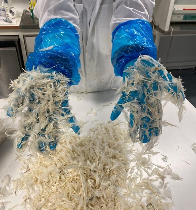 Hender iført blå hansker holder en god dose fjær.