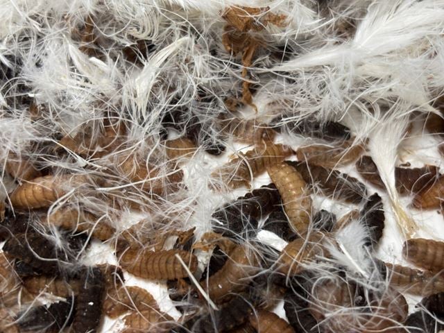 Larver i fjær blir bærekraftig for til laksen. Foto: Henriette Krogness