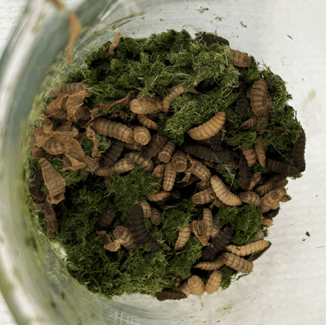 Larver koser seg med gressavfall.