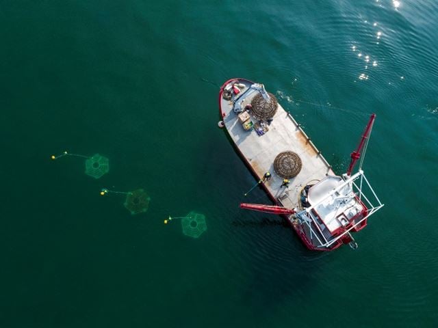 Profesjonelle østersoppdrettere plasserer ut underlag for larvefesting i Quiberon-bukta. 
Foto: Nicolas Brikke
