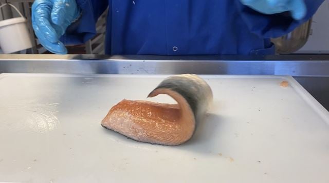 Måling av spenst. Krediteres SINTEF Ocean (Solveig Uglem)