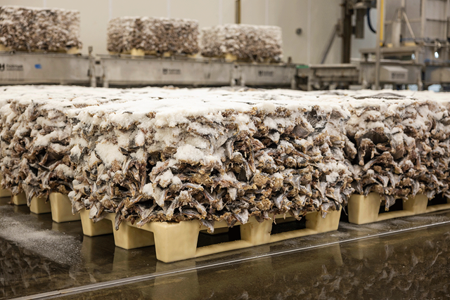 Store frosne blokker med klippfisk.