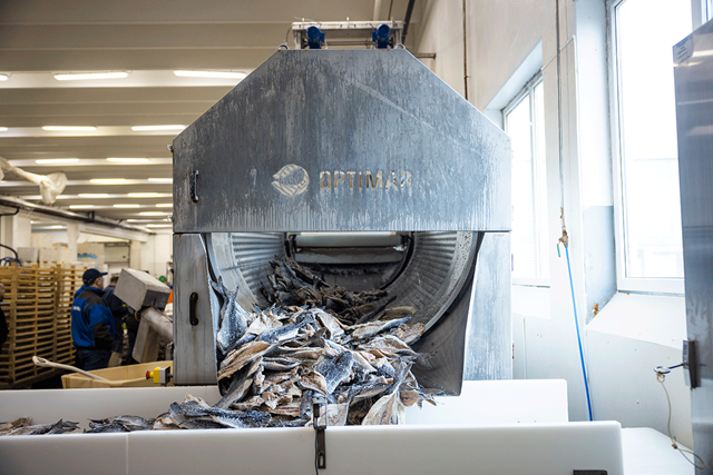 Trommelen som rister saltet av klippfisken.