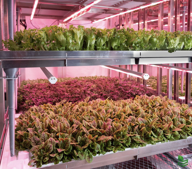  Her ser vi salat som vertikaldyrkes i Avisomos fullautomatiserte anlegg på Gardermoen (Foto: Coop Norge/Avisomo). 