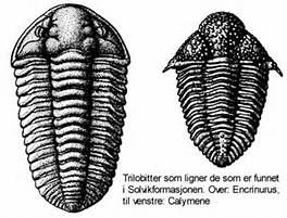 Trilobites were a group of segmented animals that lived from the Cambrian period (about 550 million years ago) until they died out at the end of the Permian.
