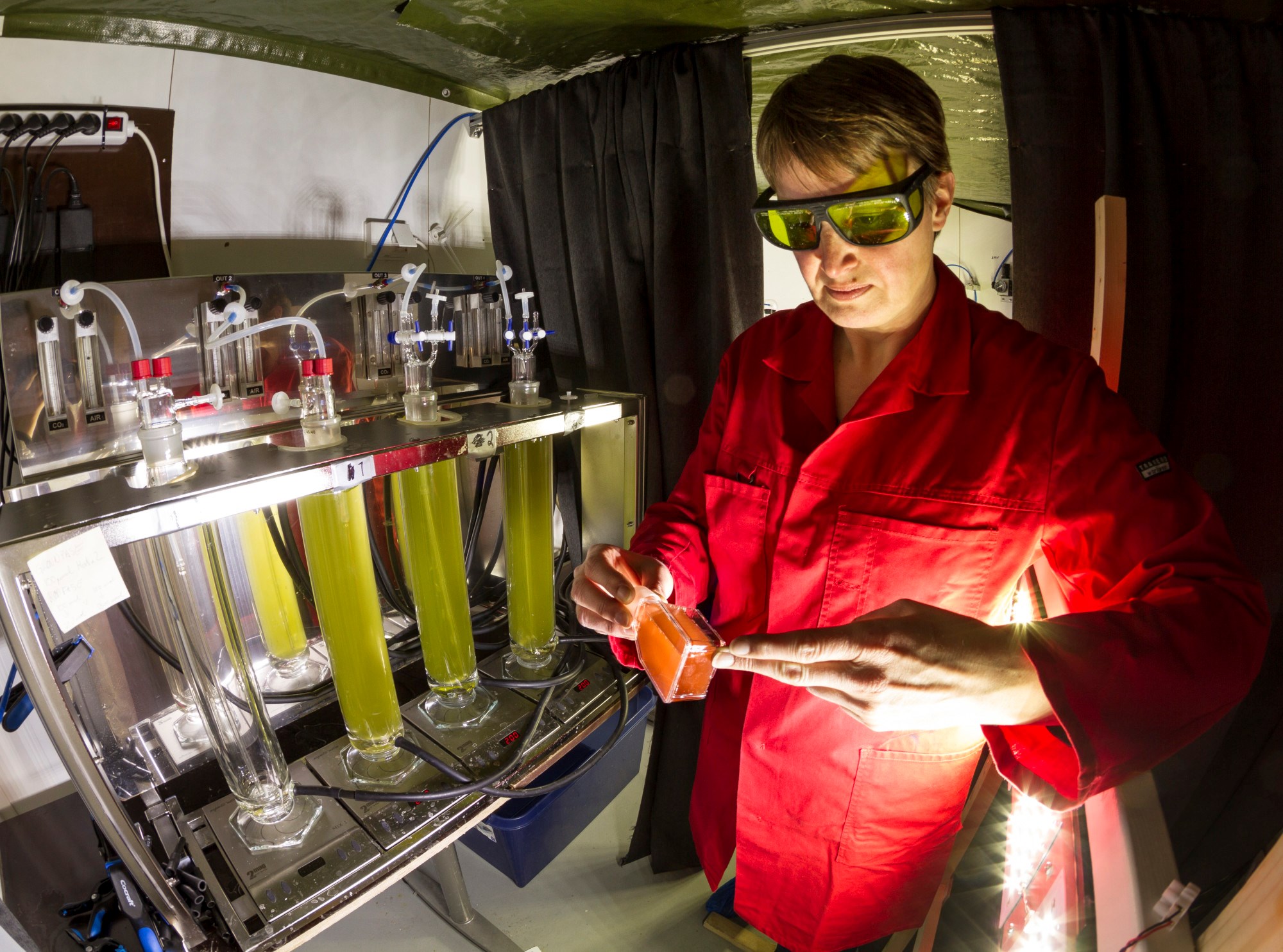 Astaxanthin is the drug we're trying to produce as efficiently as possible, explains SINTEF researcher Matilde Chauton. Astaxanthin is an antioxidant with multiple healing properties, and helps to make farmed salmon pink. The algeas in the yellow flasks behind are at an immature stage and will finally become red. Photo: Thor Nielsen .