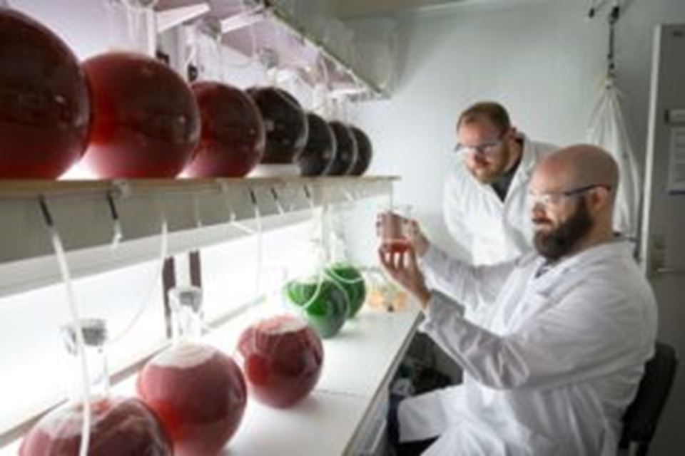 Researcher Andy Booth, SINTEF (behind) and NTNU partner Iurgi Imanol Salaverria-Zabalegui grow algae that will later be "exposed" to micro plastics. Photo: Thor Nielsen.