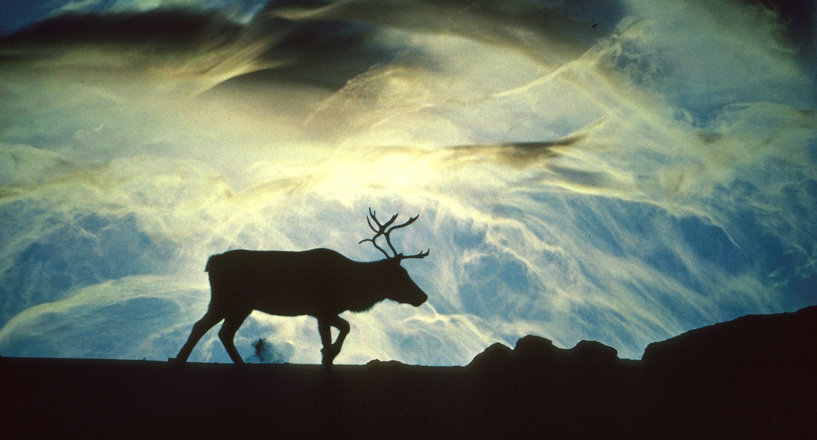 The magical reindeer nose