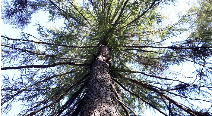 We must ensure that all biofuels production is based on traceable, sustainable raw materials, is the message of our bloggers.