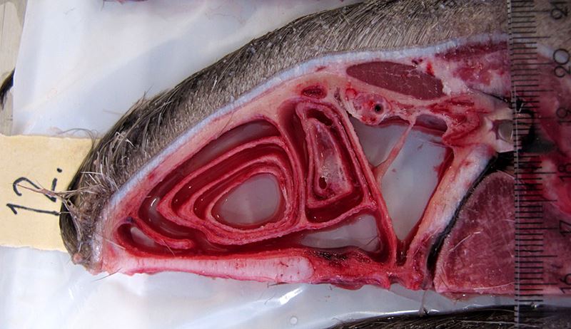 The picture shows a cross-section of a reindeer nose, with its complex seashell involutions. The structure makes for a huge surface area, allowing it to warm and cool air as needed and conserve moisture. Photo: Mario Acquarone 
