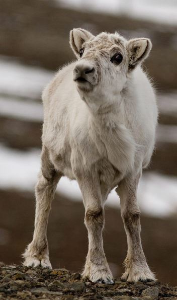 The reindeer nose has a very large internal surface area, which allows it to warm cold air in record time. How is this possible? What's nature's secret recipe? Illustration photo: Per Harald Olsen