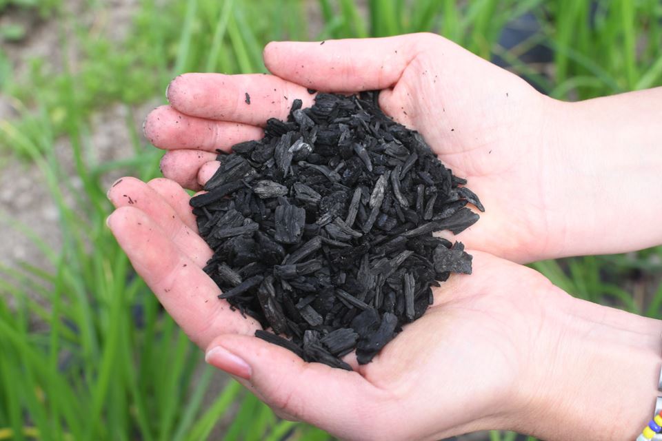 Biochar can help us address many environmental challenges. This form of CO2 capture and storage reduces the need for fertilisers and may lead to better crop yields. It can also remove heavy metals from the soil. Photo: Lisbet Jære.