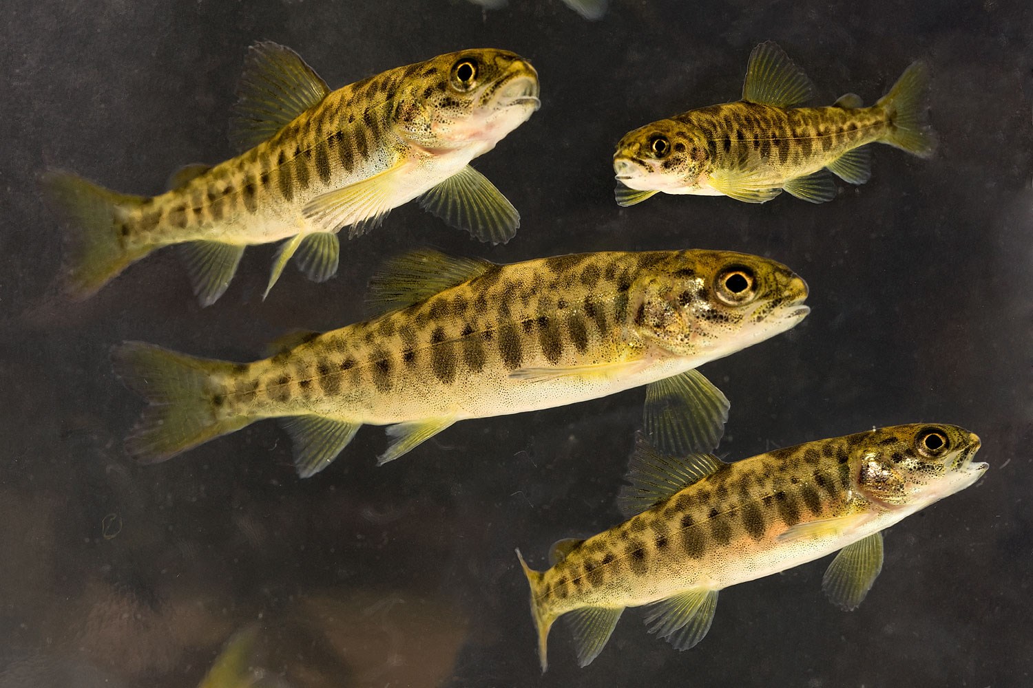 We humans have a bacterial flora in our gut that affects our state of health, and so do these little baby salmon. They also live in water that contains both “good” and “bad” bacteria. SINTEF is about to start studying this microbial environment in order to combat fish disease. Photo: SINTEF