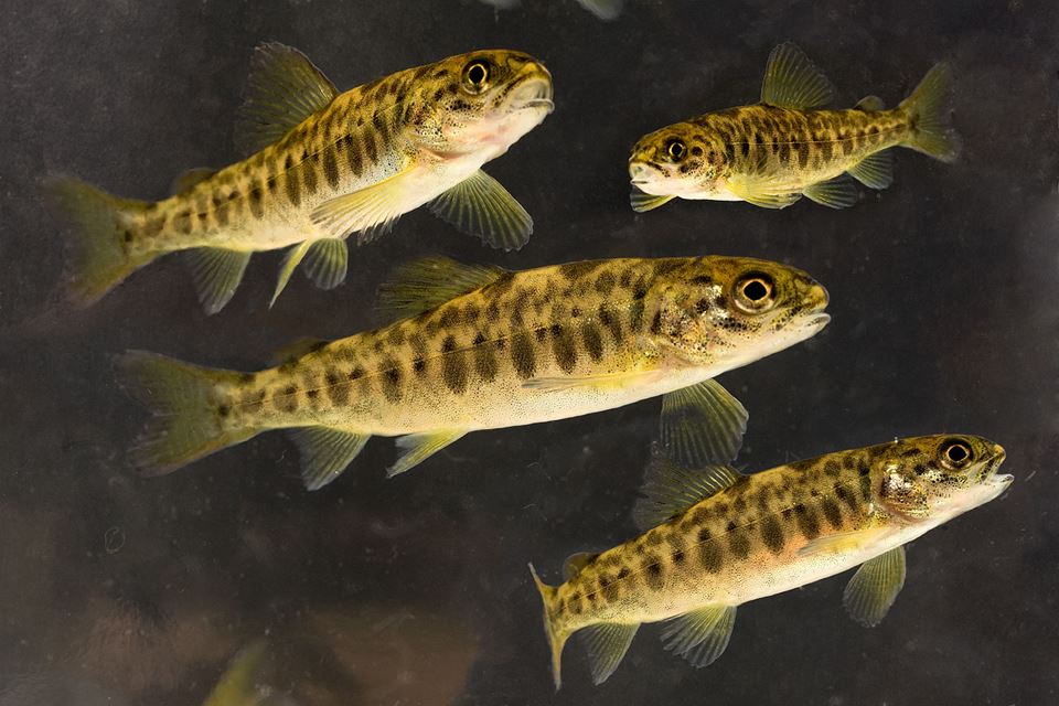 We humans have a bacterial flora in our gut that affects our state of health, and so do these little baby salmon. They also live in water that contains both “good” and “bad” bacteria. SINTEF is about to start studying this microbial environment in order to combat fish disease. Photo: SINTEF