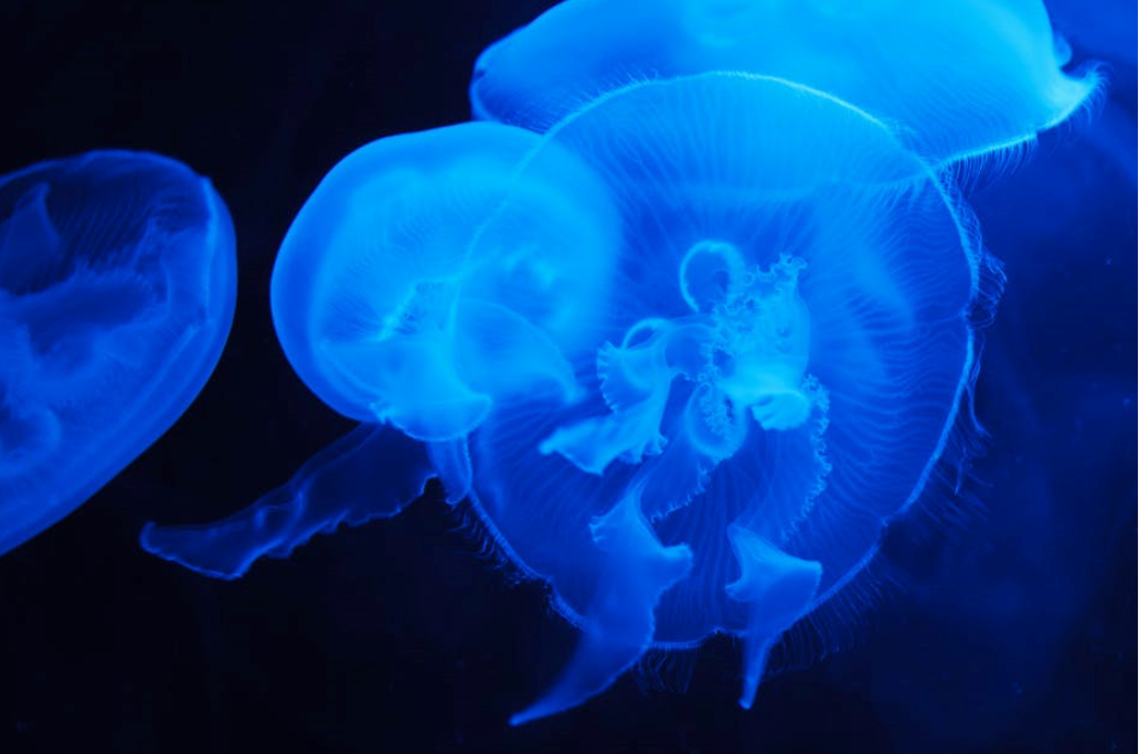 Researchers are hunting microplastic with jellyfish