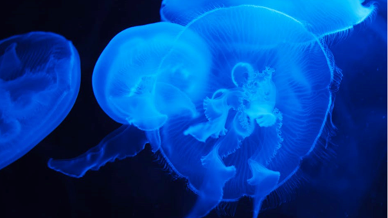 Researchers are hunting microplastic with jellyfish