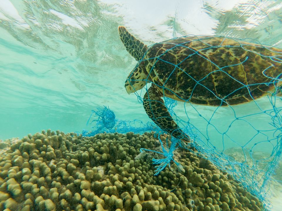 An underwater photo of an unfortunate marine turtle, completely entangled in green net mesh, shocked Tone Berg, a SINTEF researcher and now entrepreneur, into getting to grips with the problem. Illustration photo by Thinkstock.