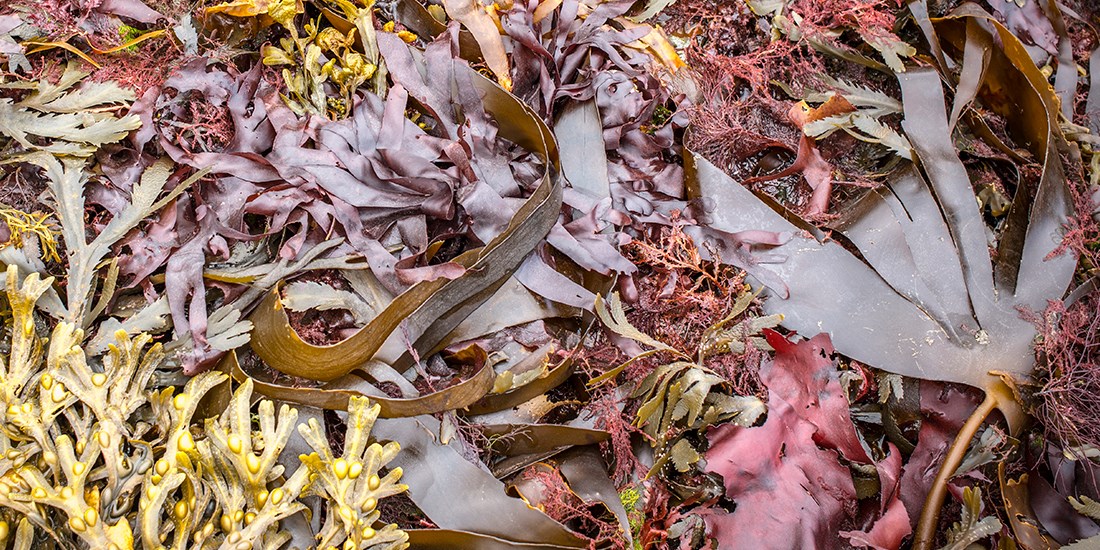 What else can seaweed be used for? Photo: Science Photo Library/NTB Scanpix