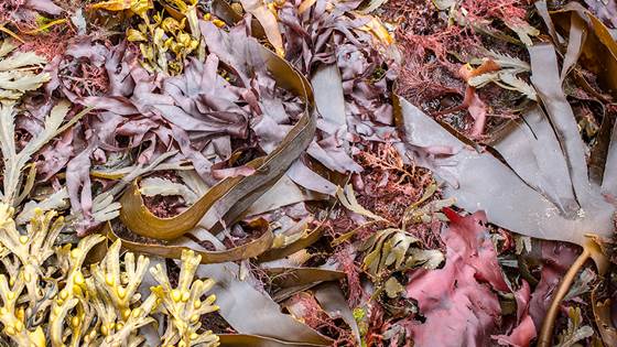 Seaweed and kelp are more than food