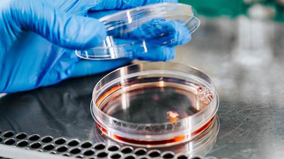 Tiny brains, hearts and lungs can help cure disease