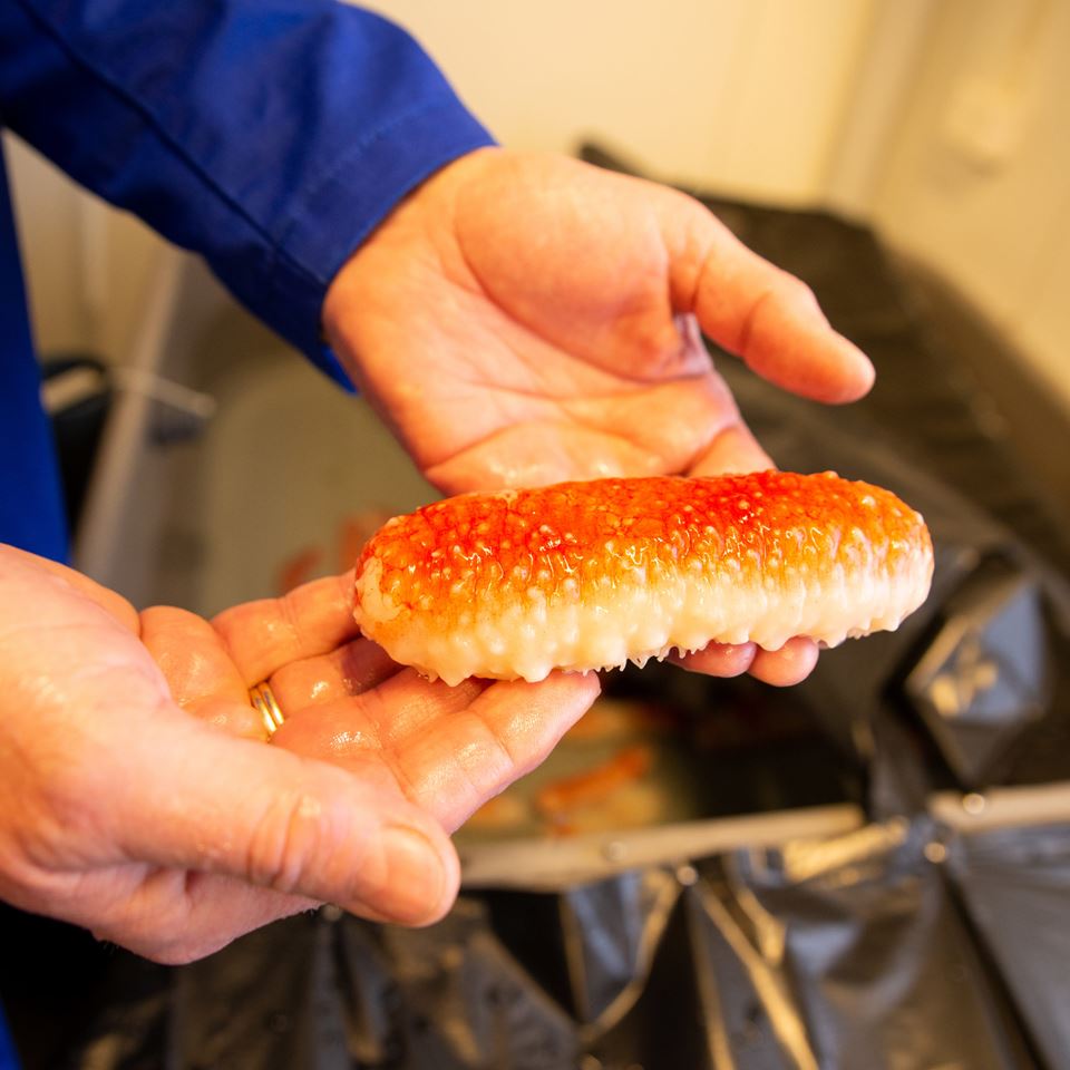 Researchers believe that sea cucumbers should be farmed commercially because they contain many substances that are beneficial to humans. Photo: Håvard Egge