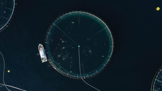 Reveals hungry salmon with sound waves