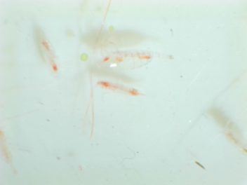 Zooplankton