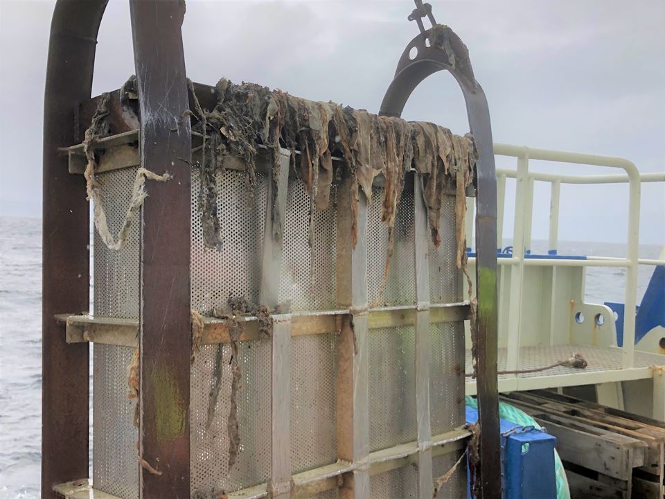 No, this isn’t seaweed. It’s a mass of wet wipes, sanitary pads and other waste that people have flushed down the toilet. Photo: Julia Farkas/SINTEF