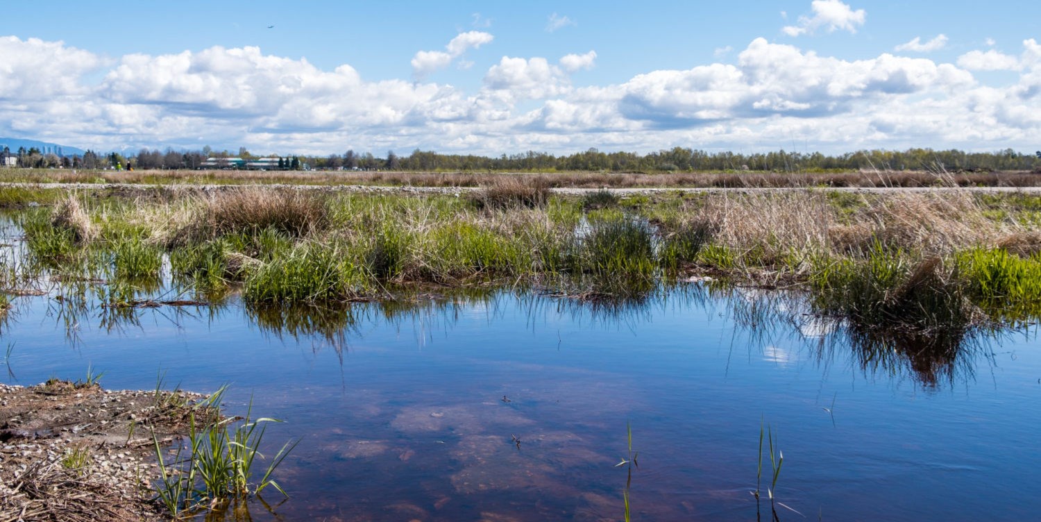 According to researchers, coastal marshlands are more valuable than you might think. Not least because they protect us from extreme weather events. Photo: Shutterstock