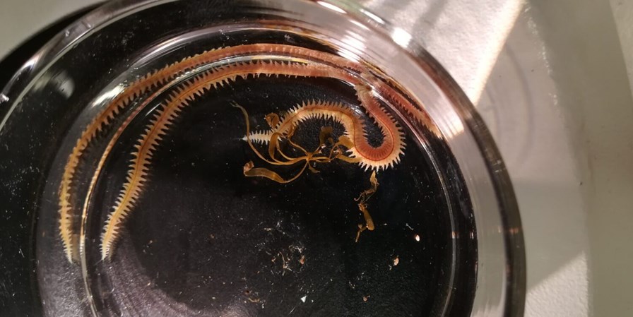 In the future, Norwegian salmon can be fed with locally-sourced ragworms - Vimarsana News