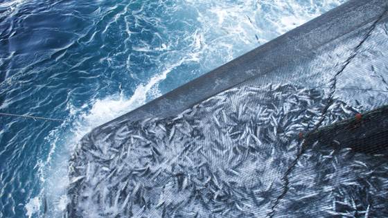 Crowding-induced stress gives mackerel the blues