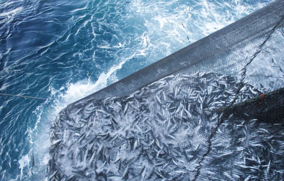 So-called crowding can induce high levels of stress in mackerel, which in turn affects catch quality. Photo: Guro Møen Tveit