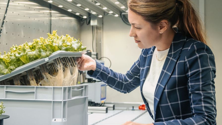 Cultivating salad plants that can be grown on the Moon