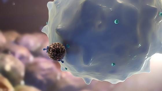 Using a patient’s immune cells to prevent the spread of cancer