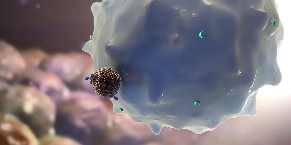 Our bodies cannot distinguish between nanoparticles and viruses, but we have immune cells that specialise in consuming and removing viruses. However, the same cells also consume nanodrugs, and this may offer us new immunotherapies to help combat cancer. Stock photo: Shutterstock