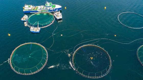 Fish farming: this new vessel concept will assist open ocean aquaculture