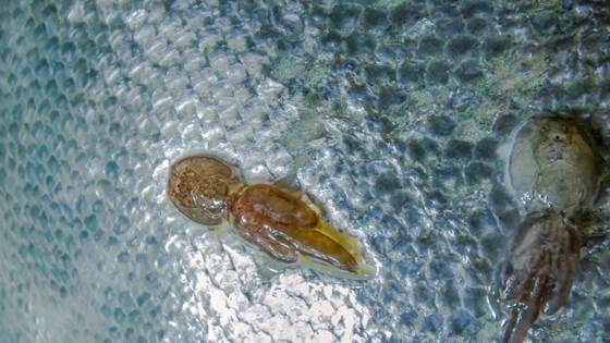 Learning to trace salmon lice