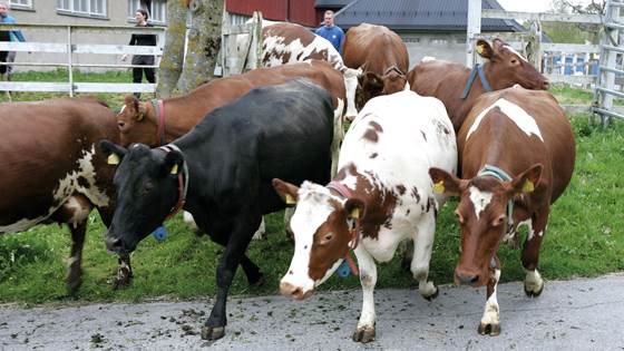 Milk analysis reveals ‘invisible’ disease in dairy cows