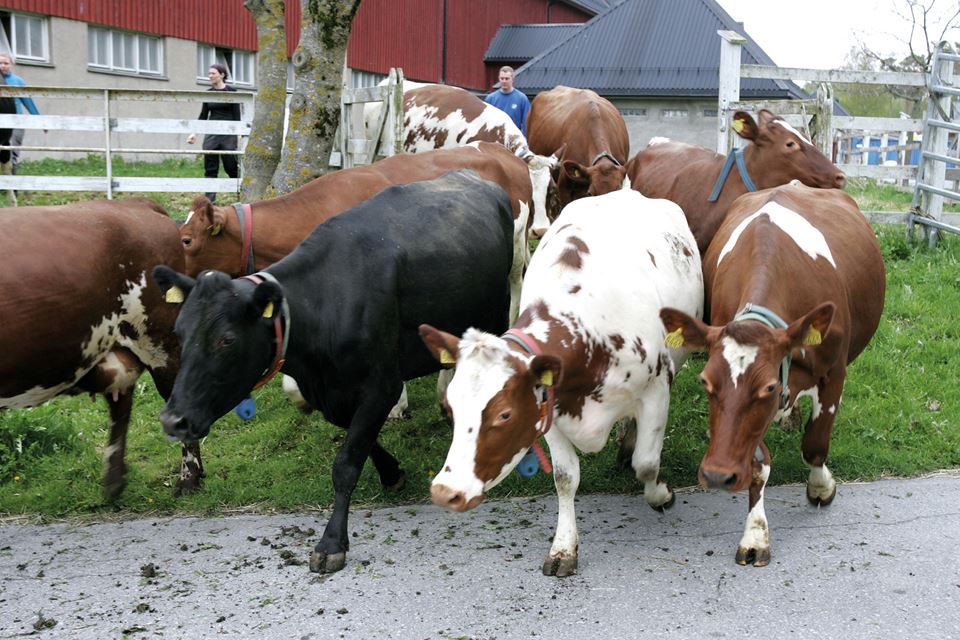 Subclinical (invisible) ketosis exhibits no clear symptoms, but analyses of milk samples may indicate the presence of the disease at an early stage. Photo: Håkon Sparre/NMBU