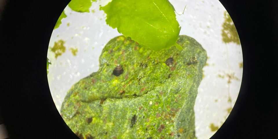 Researchers have made a breakthrough in their attempts to farm periwinkles, which are regarded as a delicacy in southern Europe. Here we see two little ones enjoying life on a rock. Photo: Jon Eirik Brennvall