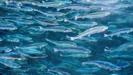 Norway needs a ‘salmon feed revolution’