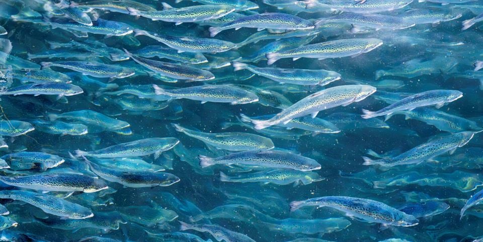 The authors of this article argue that eco-friendly foods are high on the agenda in terms of global need, and that fish feed will be a key factor as part of a sustainable food system. Photo: Gorm Kallestad/NTB