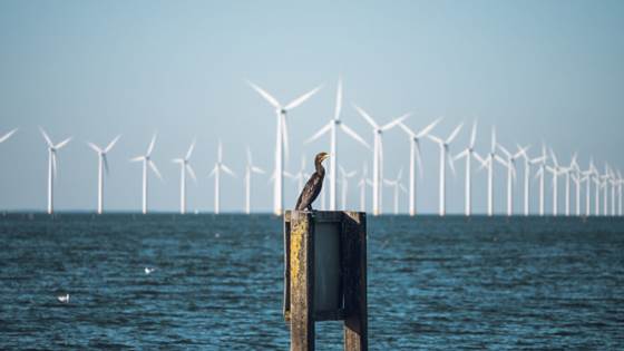 Active control of wind turbine speed can lead to fewer bird strikes