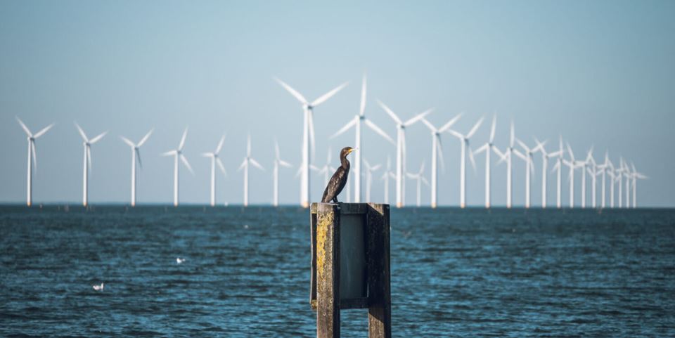 Provisional research results indicate that four out of five collisions between birds and wind turbines can be avoided. Photo: Shutterstock