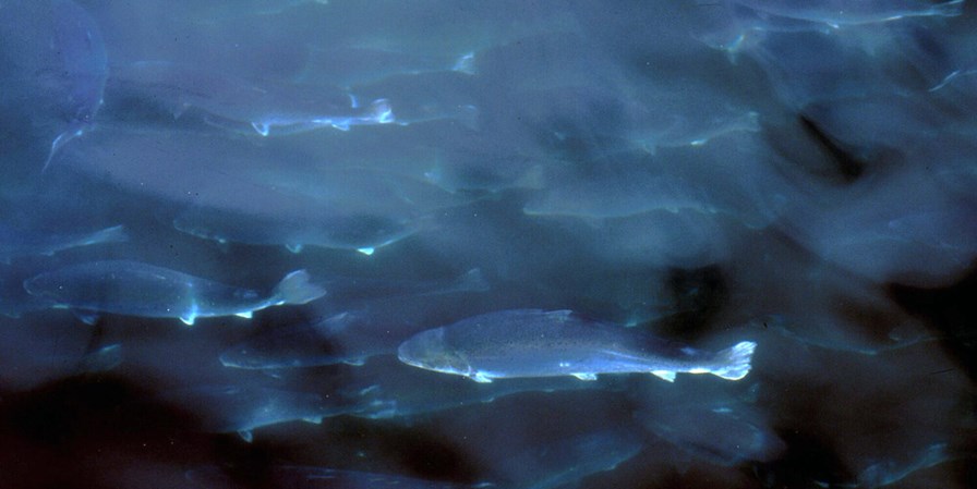 Sludge from salmon hatcheries will become a sought-after resource - Vimarsana News