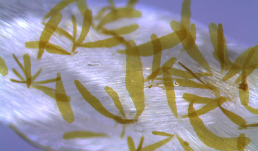 Making seaweed cultivation into a major industry - Vimarsana News