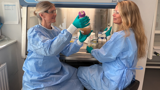 Can disinfectants promote antibiotic resistance?