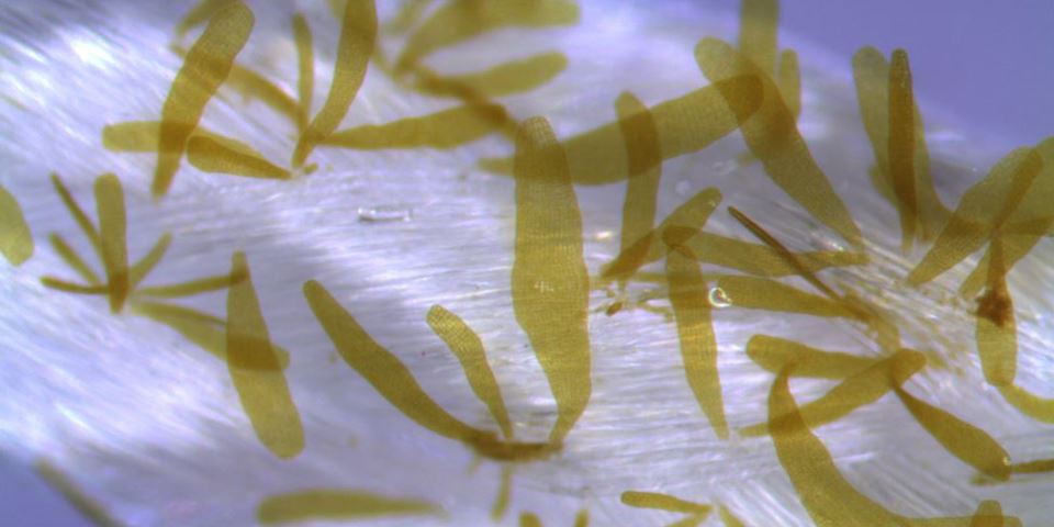 Sugar kelp seedlings being cultivated on ropes. Photo: SINTEF