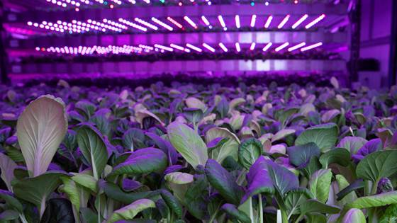 Fish excrement – a superfood for plants